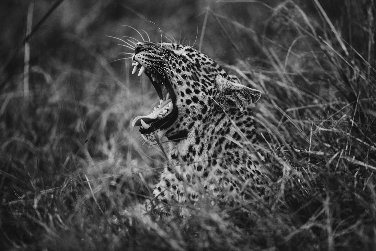 PUJOL Mathieu - La Belle Mort