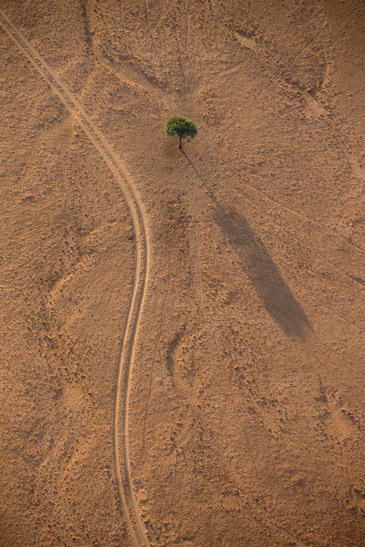 PUJOL Mathieu - L'Arbre et la Piste