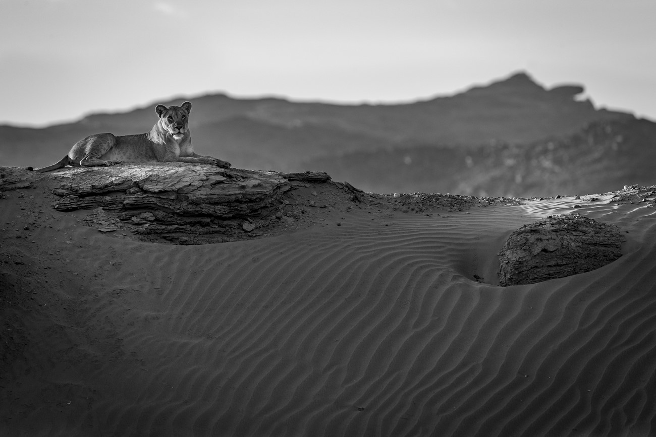 PUJOL Mathieu - Reine Du Désert