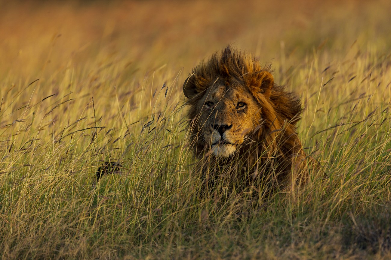 PUJOL Mathieu - Savane Royale