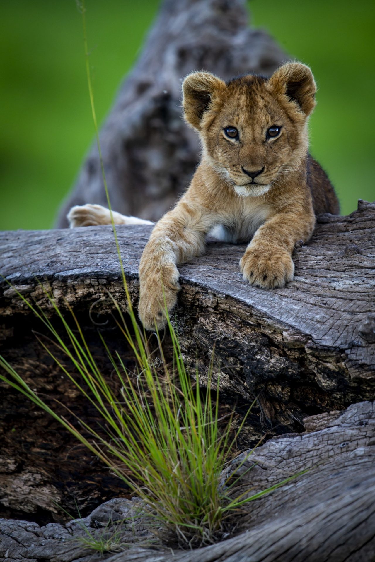 PUJOL Mathieu - Tranquille Sur Ma Souche