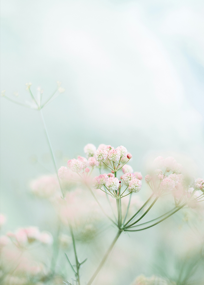 Légèreté rose pâle