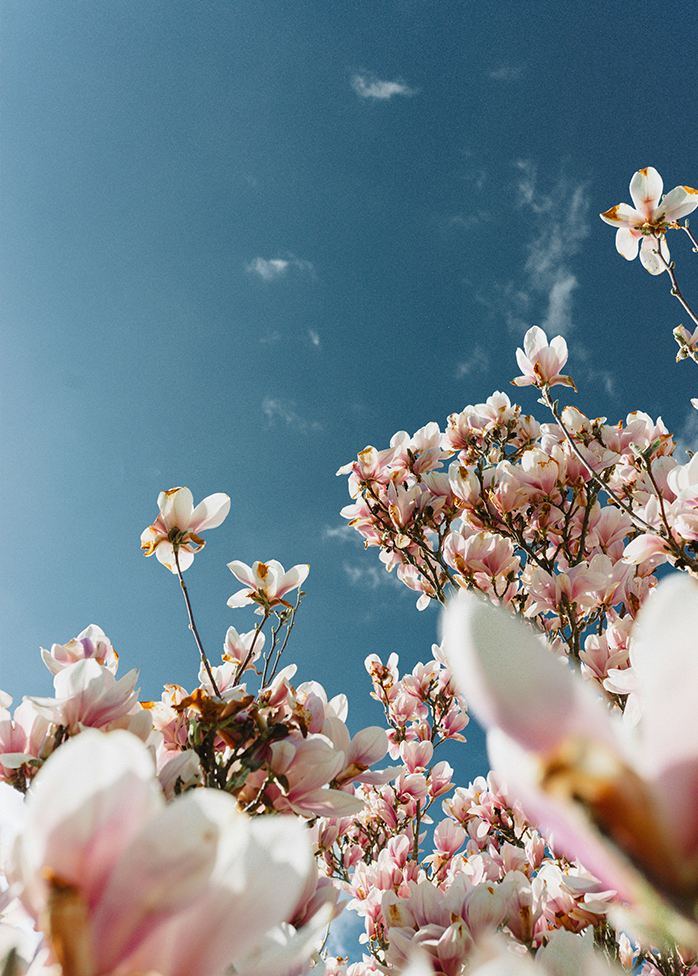 Fleurs de magnolia roses sous un ciel bleu lumineux