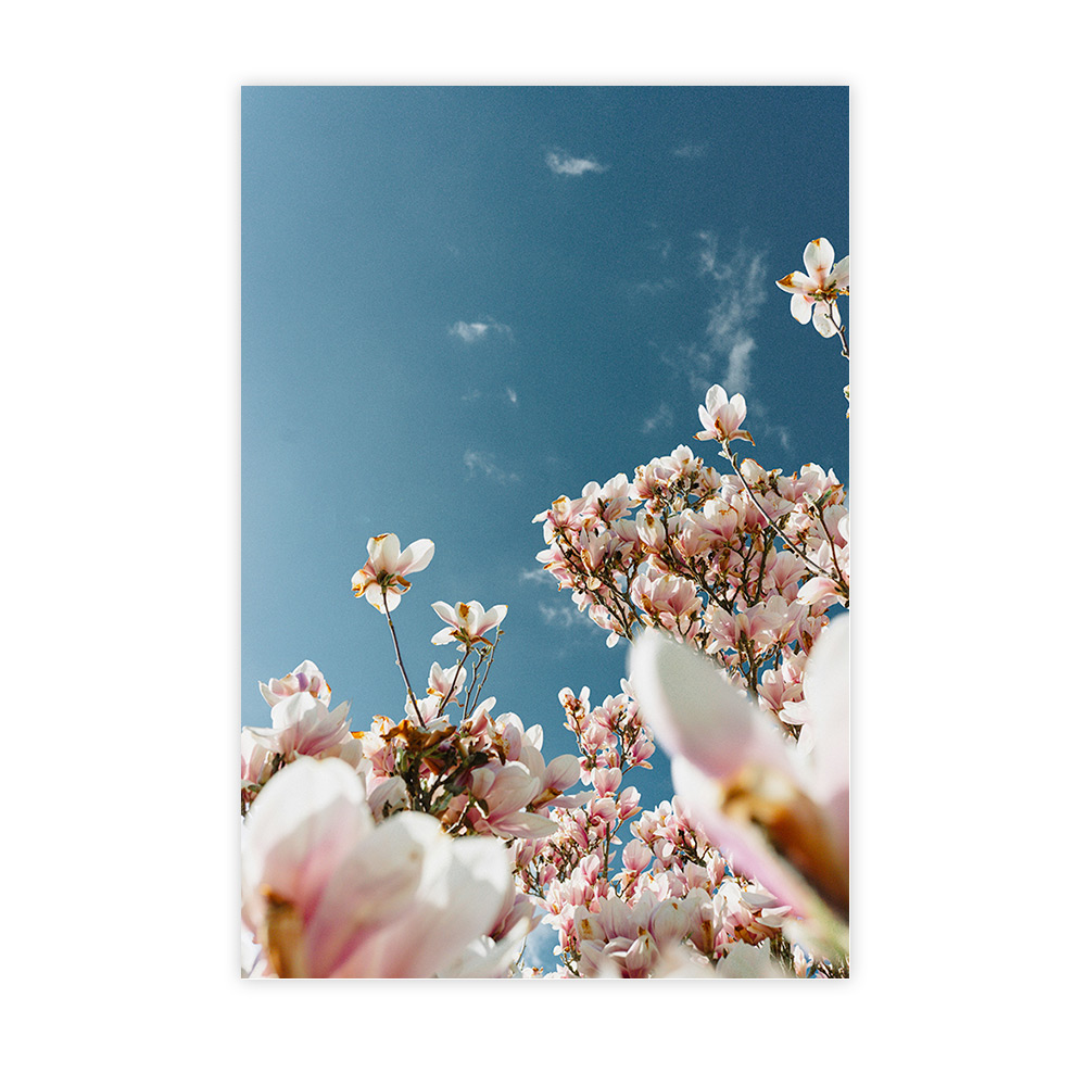 Fleurs de magnolia roses sous un ciel bleu lumineux