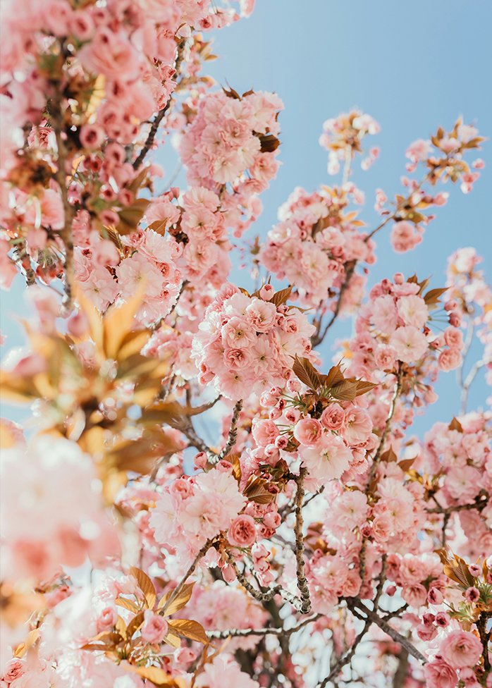 Branches de cerisiers en fleur roses sous un ciel bleu