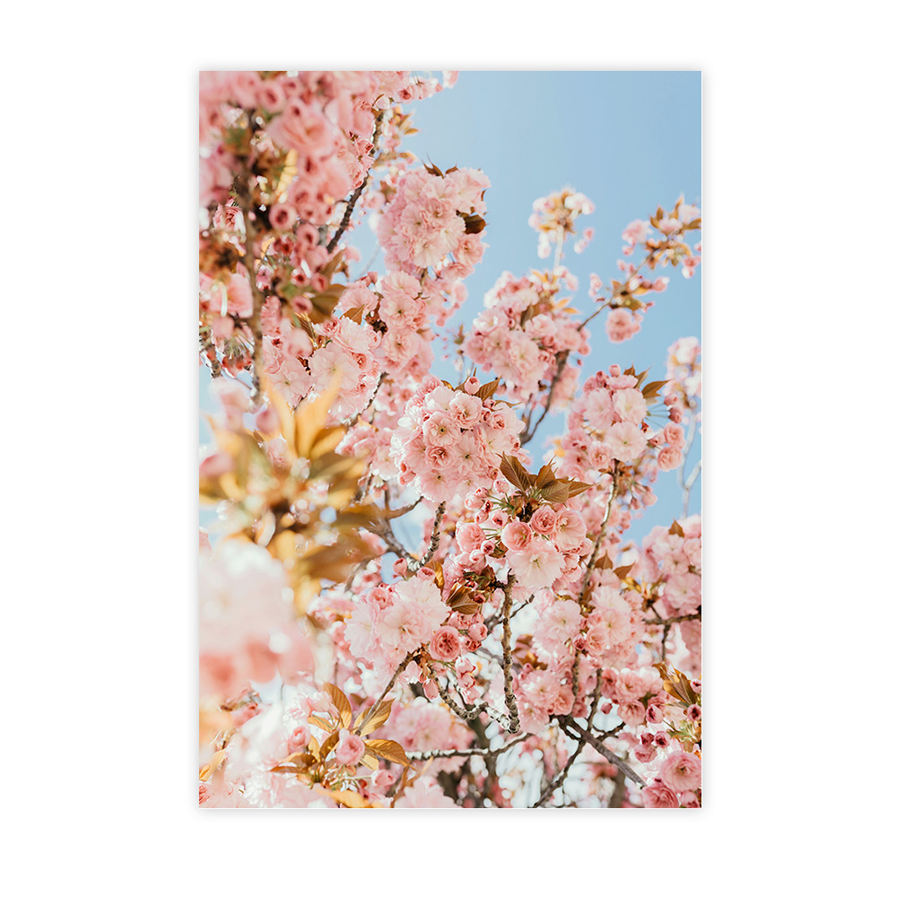 Branches de cerisiers en fleur roses sous un ciel bleu
