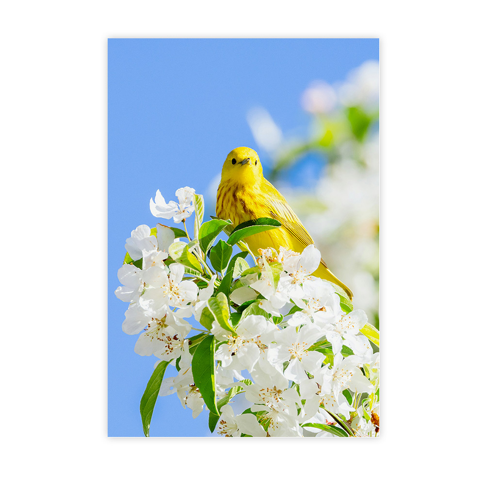 Oiseau jaune posé sur des fleurs blanches avec ciel bleu