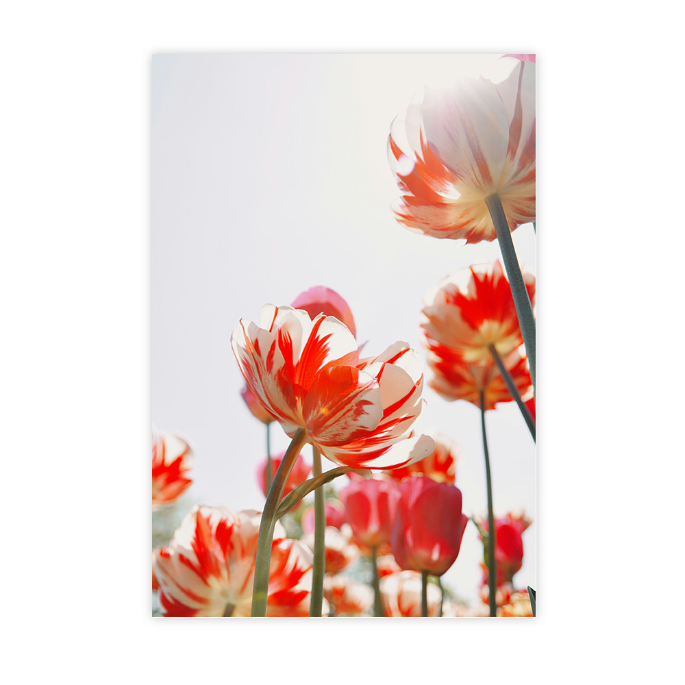 Tulipes rouges et blanches en fleur éclairées par le soleil