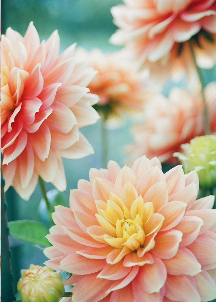 Fleurs de dahlias roses et pastel en gros plan