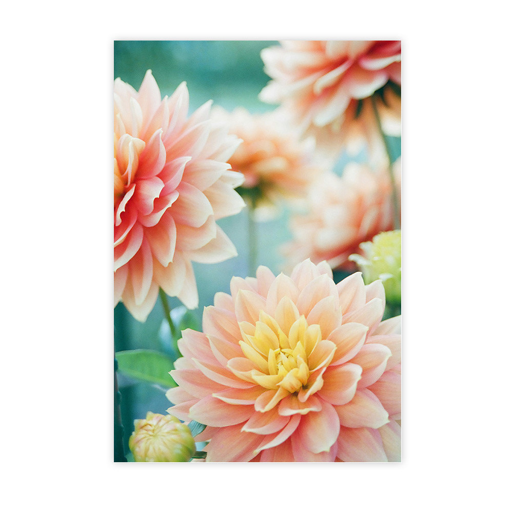 Fleurs de dahlias roses et pastel en gros plan