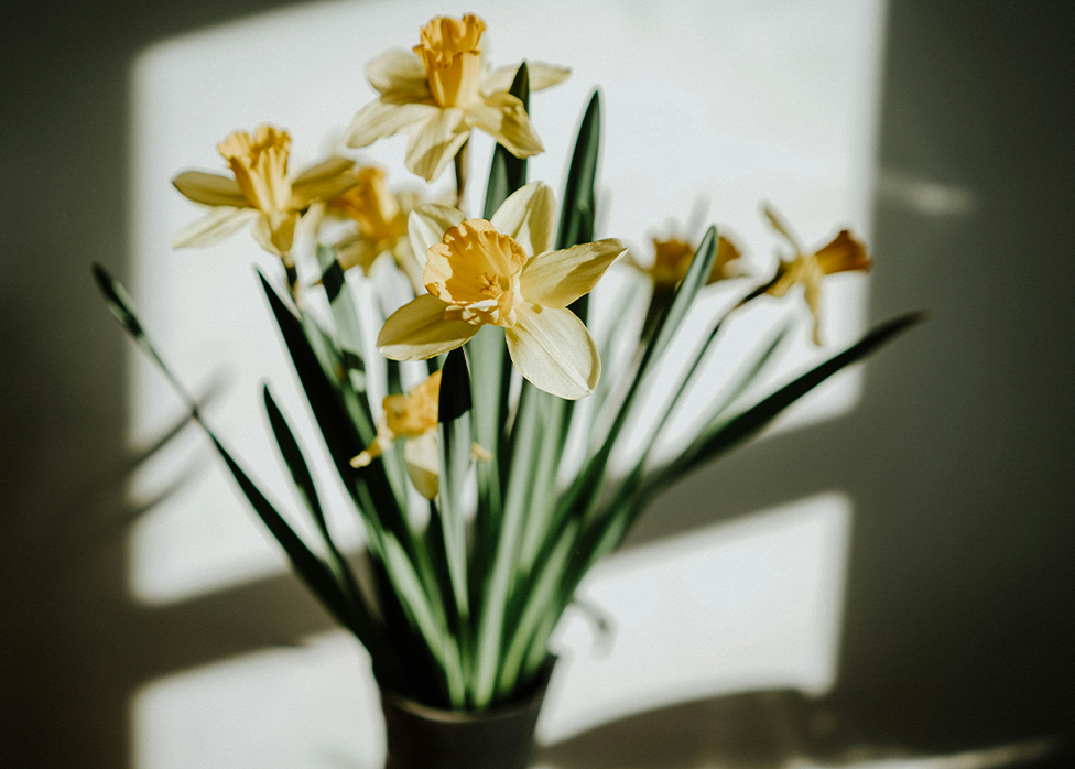 Jonquilles jaunes dans un vase avec jeux d’ombres et de lumière