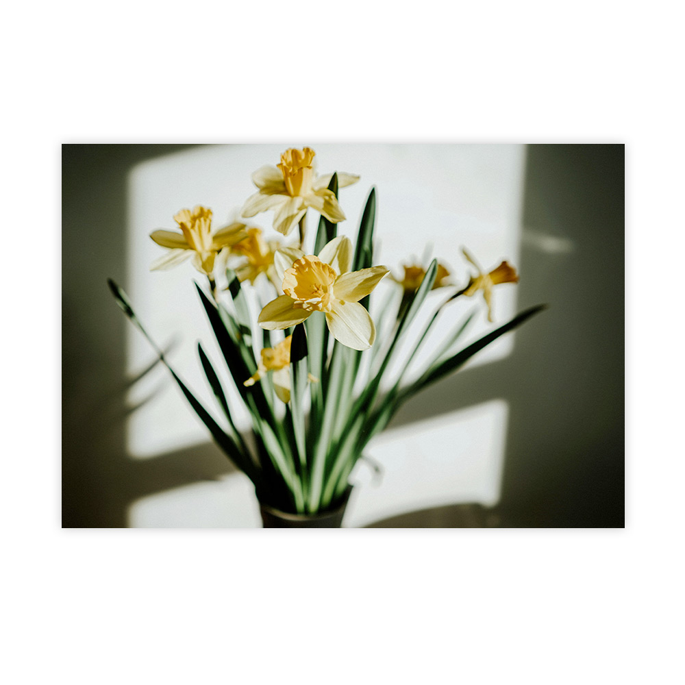 Jonquilles en ombres et lumières