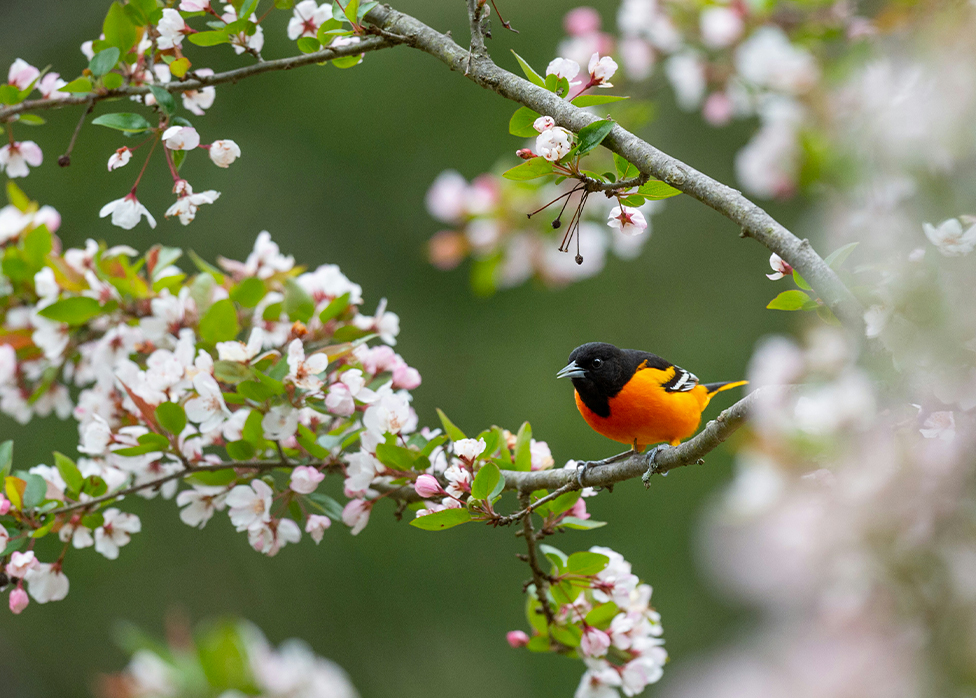 Oiseau rouge orangé posé sur une branche fleurie au printemps