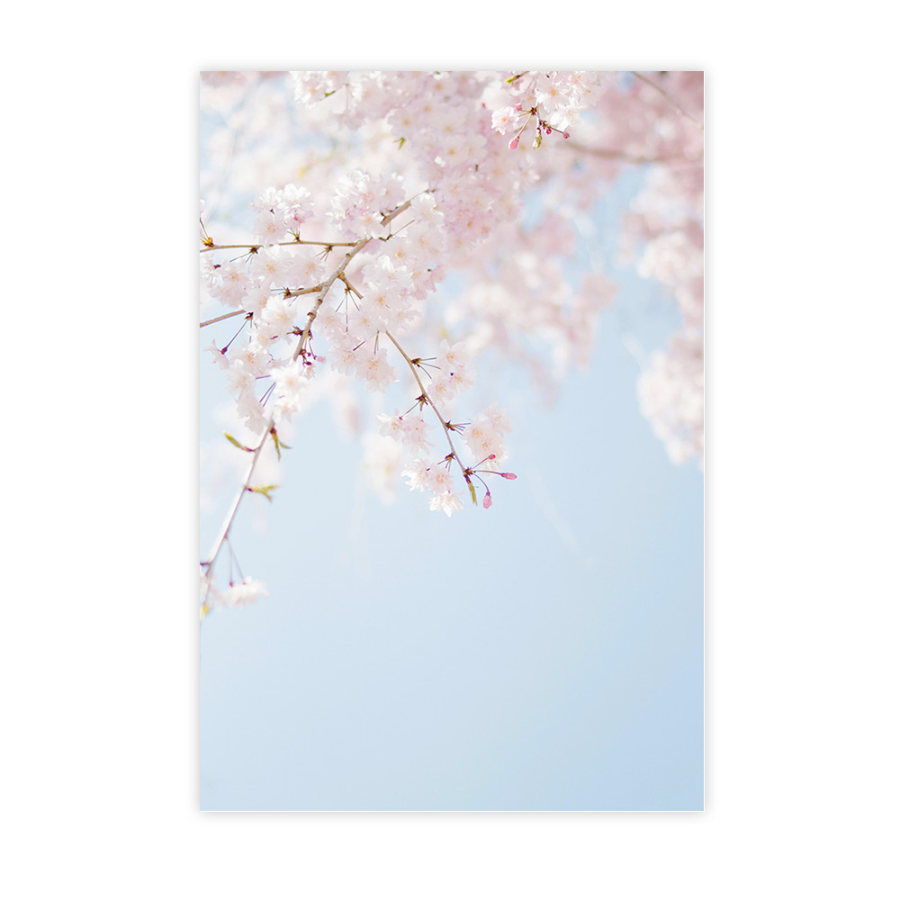 Cerisiers et ciel bleu